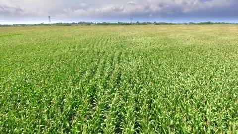 Aerial view of damaging wind bending green corn crops - Turbulence and Tempests Stock Footage 339466874