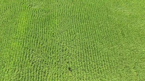 Aerial view of damaging wind bending green corn crops - Pressure and Anemometer Stock Footage 339466948