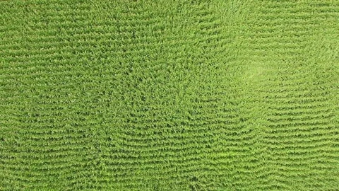 Aerial view of damaging wind bending green corn - Grain Production and Tempests Stock Footage 339466956