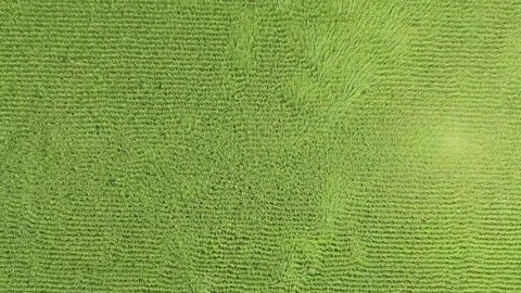Aerial view of damaging wind bending green corn - Grain Production and Pressure Stock Footage 339468953