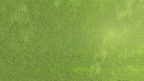 Aerial view of damaging wind bending green corn - Grain Production and Blowdown Stock Footage 339469070