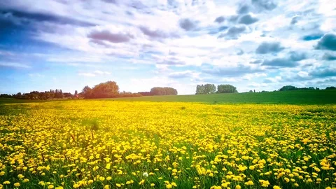 Aerial view of dandelion field at spring. Nature background Stock Footage 89390330