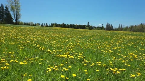 Aerial view of dandelion fields in spring on Prince Edward Island, Canada Stock Footage 344828765
