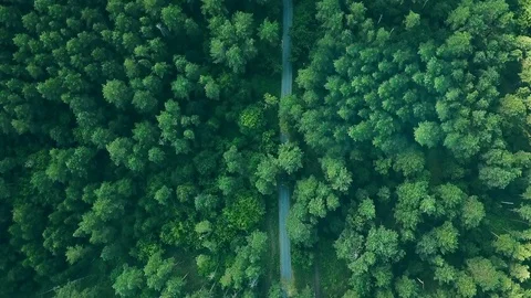 Aerial view of dark car driving on country road in pine tree forest Stock Footage
