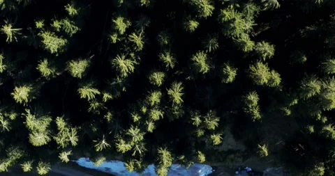 Aerial view of dark forest, treetops in the sun and thick woods in the Alps 4K Video stock 132026013