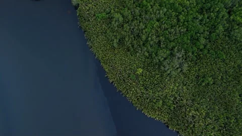 Aerial view of dark river flows beside thick green forest from above. Stock Footage 336864440