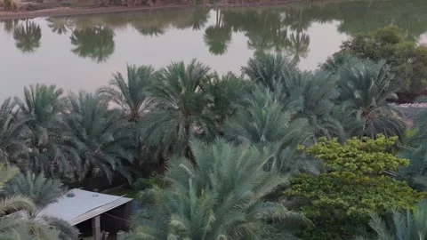 Aerial view of date palm grove near water in Sur, Oman. Stock Footage 345520267