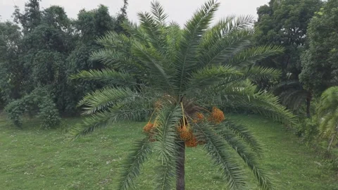 Aerial View of Date Palm Tree with Ripe Dates in Rural Landscape Video stock 337076943