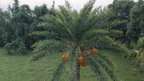 Aerial View of Date Palm Tree with Ripe Dates in Rural Landscape Stock Photos