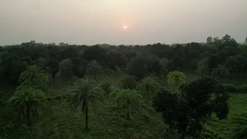 Aerial view of date palm trees and lush green forest at hazy golden sunset,.. Stock Footage 345089119
