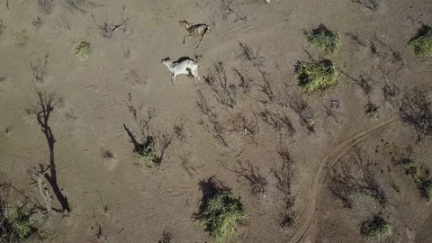 Aerial view of dead cows during the drought, Oromia, Ethiopia Stock Footage 194109056