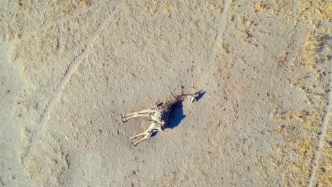Aerial view of a dead giraffe on the ground Stock Footage 326003540