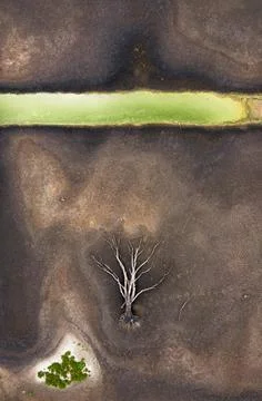 Aerial view of a dead tree, dry soil, a contaminated creek in the wetlands, Stock Photos