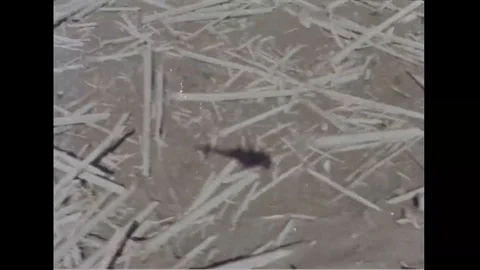 Aerial view of dead trees due to volcanic eruption in Mt.Helens - 1980-1983 Stock Footage 99099222