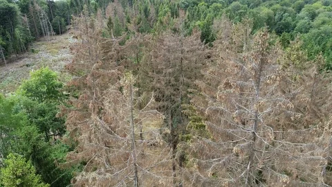 Aerial view of dead trees - forest dieback Stock-Footage 113512776