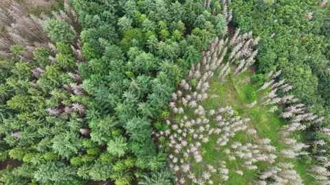 Aerial view of dead trees - forest dieback Stock Footage 244760986