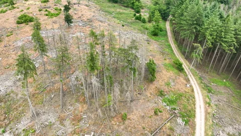Aerial view of dead trees - forest dieback Stockbeeldmateriaal 244761857
