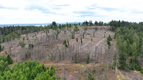 Aerial view of dead trees - forest dieback Stock-Footage 244762371
