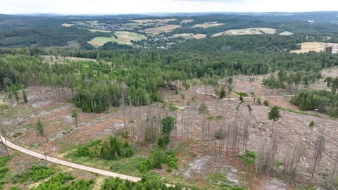 Aerial view of dead trees - forest dieback Vidéo 244763114