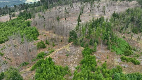 Aerial view of dead trees - forest dieback Stock Footage 244764247