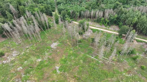 Aerial view of dead trees - forest dieback Stock Footage 244764358