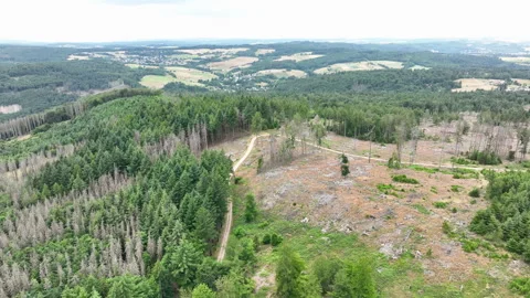 Aerial view of dead trees - forest dieback Stock-Footage 244764650