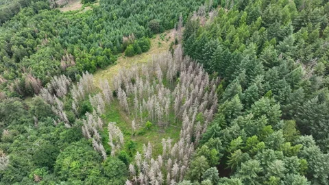 Aerial view of dead trees - forest dieback Stock Footage 244765597