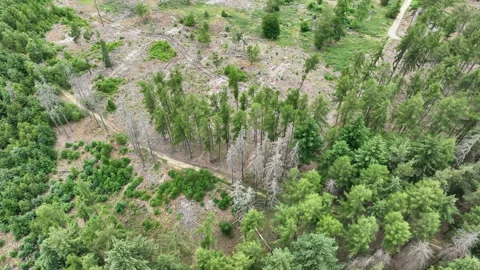 Aerial view of dead trees - forest dieback Vidéo 244765670