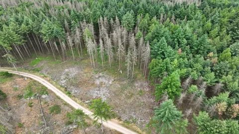 Aerial view of dead trees - forest dieback 動画素材 244765742