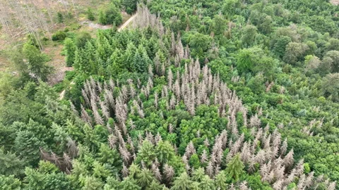 Aerial view of dead trees - forest dieback Stock-Footage 244773124