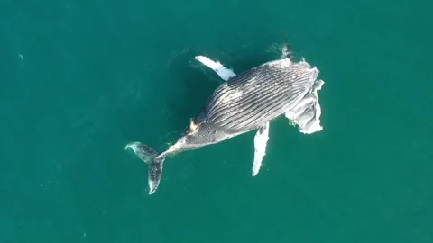 Aerial view of a dead whale and shark in the blue ocean, Hermanus, South Africa. Vidéo 345230201