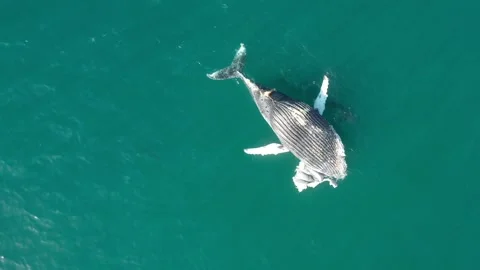 Aerial view of a dead whale and a shark in the ocean, Hermanus, South Africa. Stock Footage 345230268