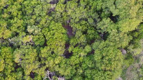 Aerial View Decending On Texas Trees Vidéo 78167640