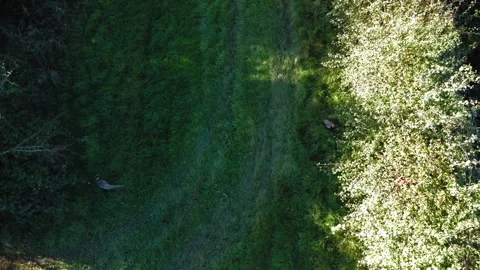 Aerial view of deciduous and alpine forests with pheasants in view Video stock 253849500