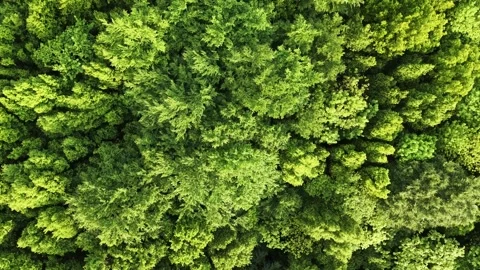 Aerial view of deciduous forest canopy from above in spring Stock Footage 336482513