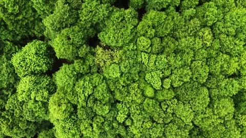 Aerial view of deciduous forest canopy from above in spring Stock Footage 336482522