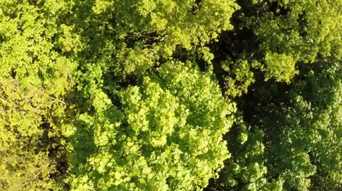 Aerial view of a deciduous forest Stock Footage 39804820
