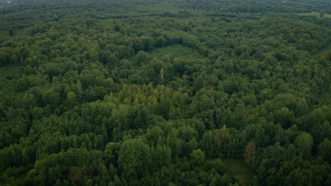 Aerial view of deciduous forest, natural landscape Video stock 115523768