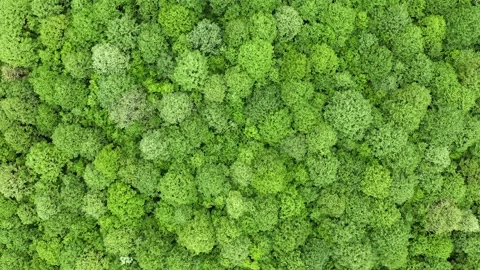 Aerial view of deciduous forest in summer 스톡 동영상 153541030