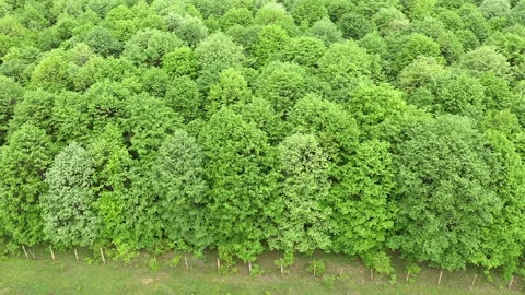 Aerial view of deciduous forest in summer 스톡 동영상 153541065