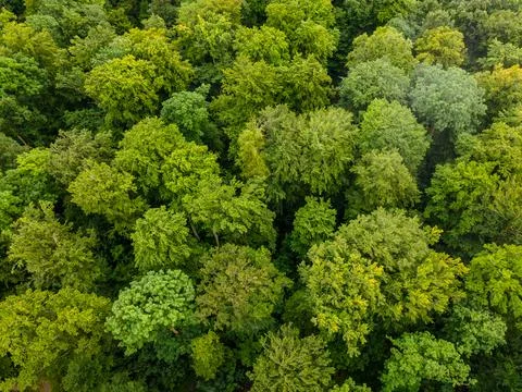 Aerial view of deciduous forest tree tops in summer Stock Photos