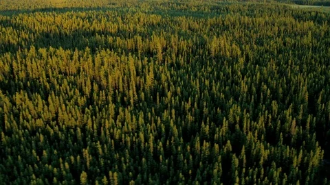 Aerial view deciduous forest wilderness Alberta Canada Stock Footage