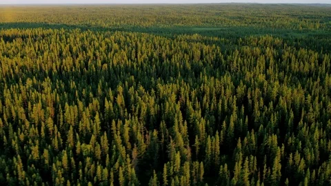 Aerial view deciduous forest wilderness Alberta Canada Stock Footage