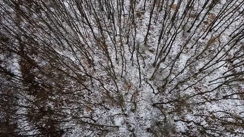 An aerial view of a deciduous oak forest Stock Footage 103610541