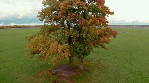 Aerial view deciduous tall tree with yellowed foliage Stock Footage 137897948