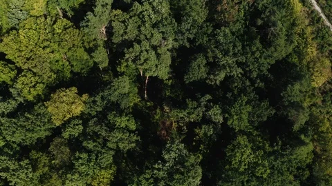 Aerial view of deciduous trees Stock Footage 122749811