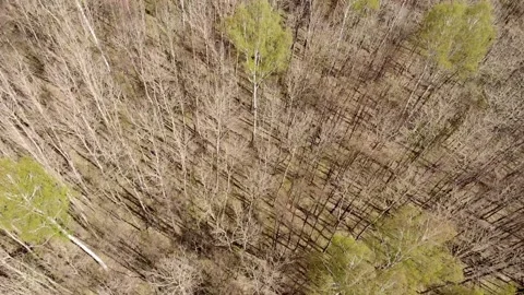 Aerial View Of Deciduous Trees Without Foliage Leaves In Landscape At Early Video stock 156738259