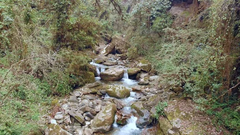 Aerial view in a deep canyon above a mountain river among thickets of bamboo Stock Footage 116335877