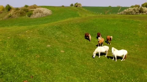 Aerial view deep flight over horses on green pasture - Aerial view Stock Footage 62934722