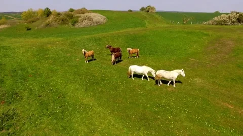 Aerial view deep flight over horses on green pasture - Aerial view Stock Footage 62941092